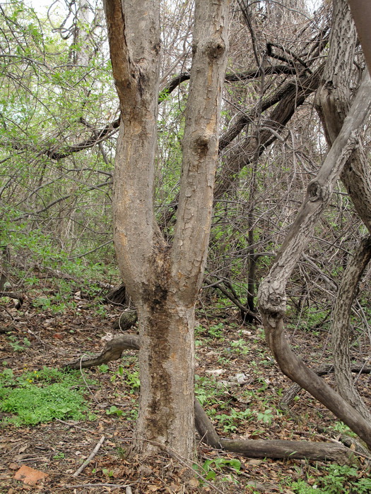 Image of Acer griseum specimen.