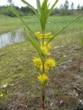 Naumburgia thyrsiflora