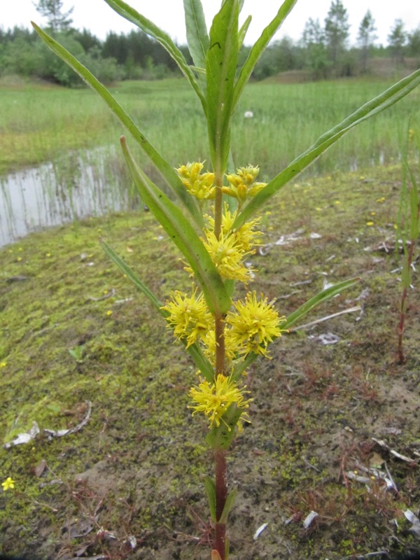 Изображение особи Naumburgia thyrsiflora.