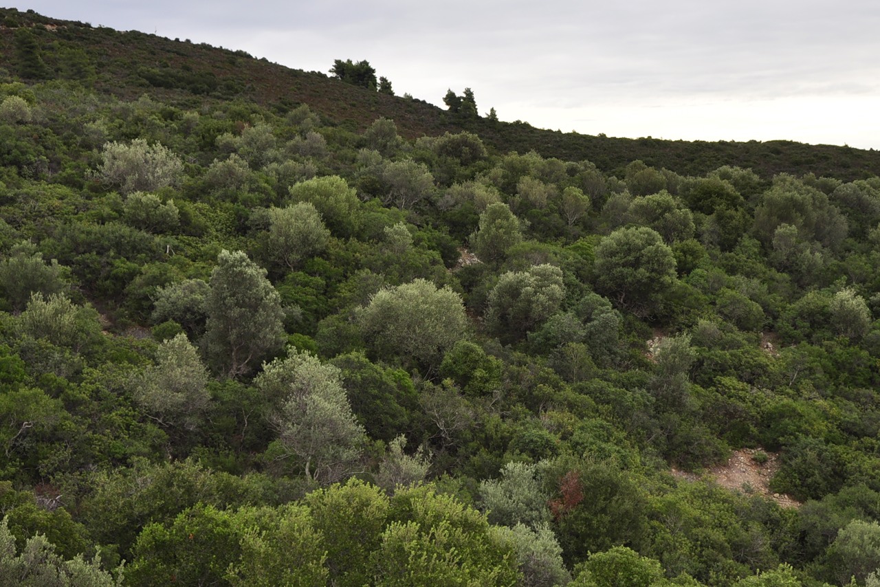 Image of Olea europaea specimen.