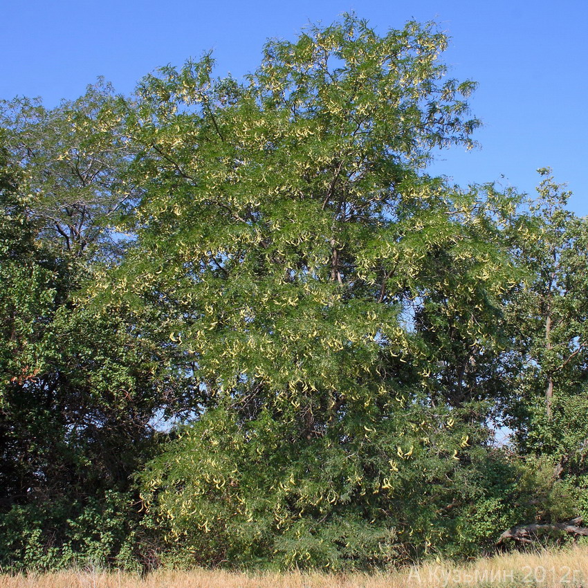 Image of Gleditsia triacanthos specimen.