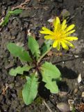 Taraxacum scanicum. Цветущее растение на пустыре. Краснодарский край, Кущёвский р-н, станица Шкуринская. 04.05.2009.