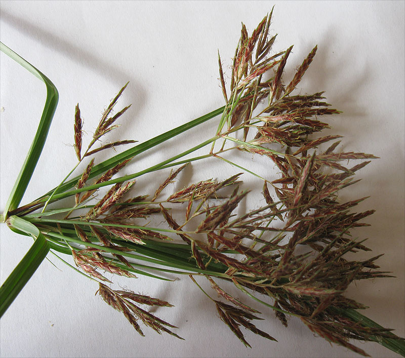 Image of Cyperus rotundus specimen.