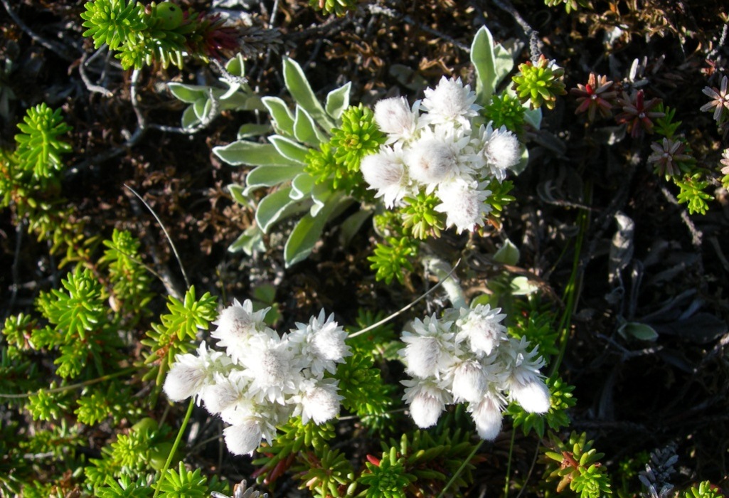 Изображение особи Antennaria dioica.