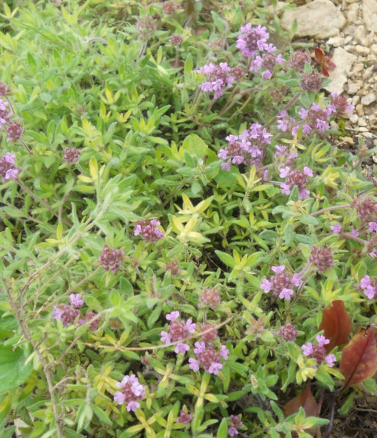 Image of Thymus markhotensis specimen.