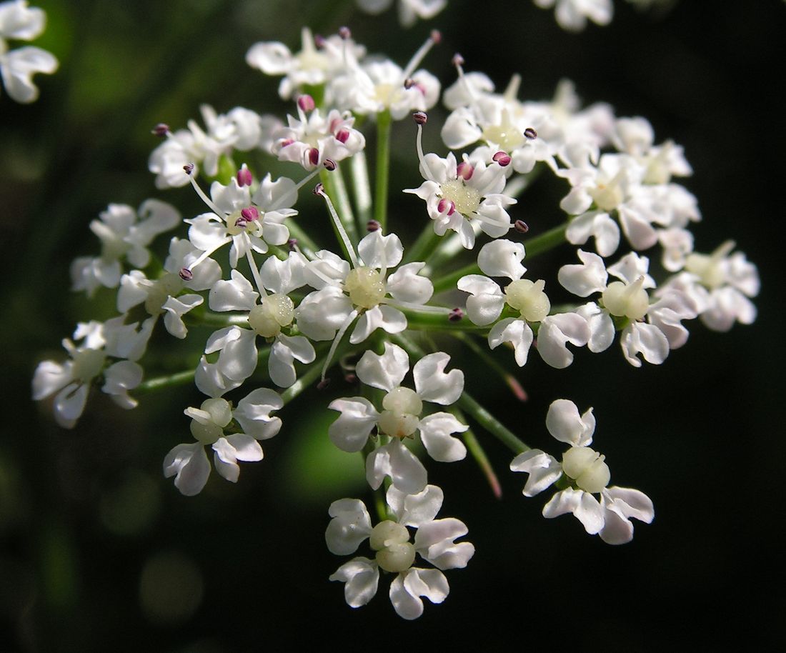 Image of Ostericum maximowiczii specimen.