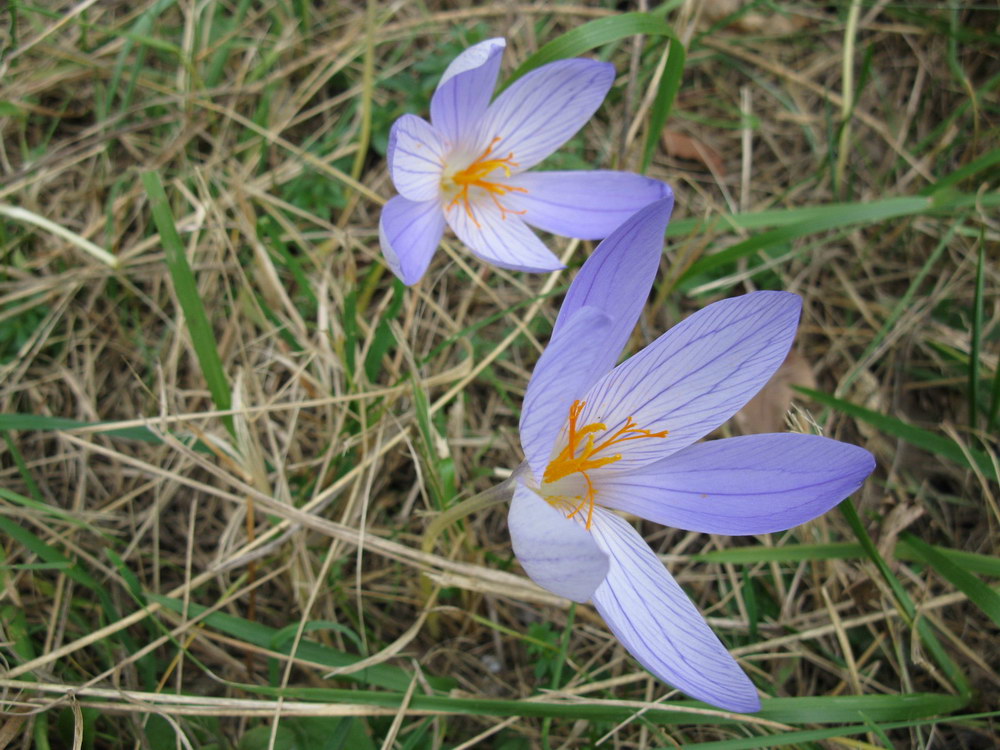 Изображение особи Crocus speciosus.