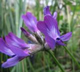 Astragalus suffruticosus