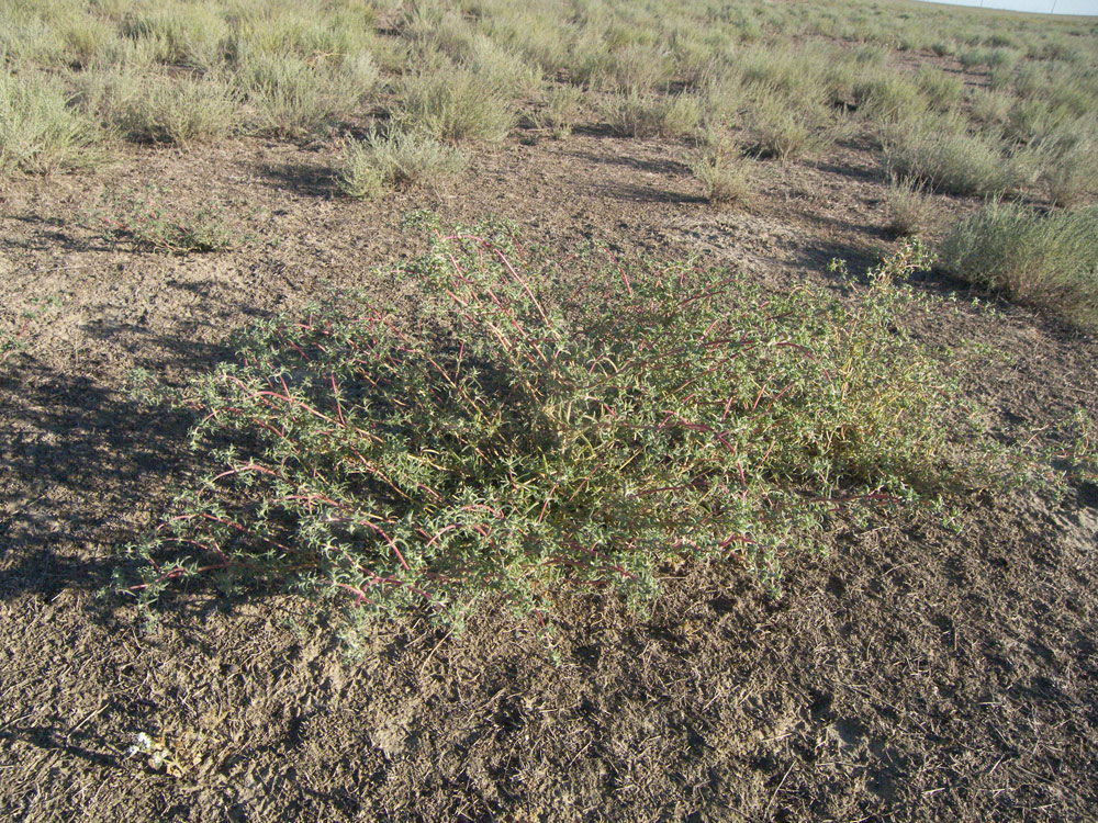 Image of Petrosimonia brachiata specimen.