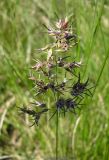 Poa bulbosa ssp. vivipara