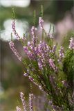 Calluna vulgaris. Верхушка цветущего растения. Ленинградская обл., Лужский р-н, окр. дер. Сяберо. 25.08.2012.