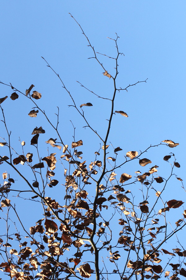 Image of Fagus sylvatica specimen.