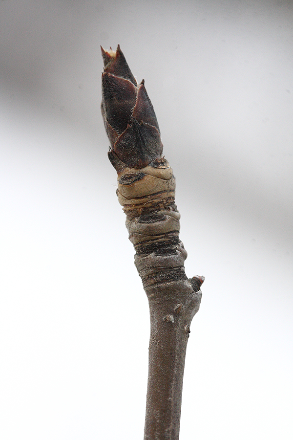 Image of Pyrus ussuriensis specimen.