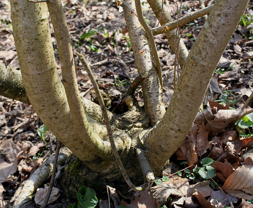Изображение особи Hamamelis mollis.