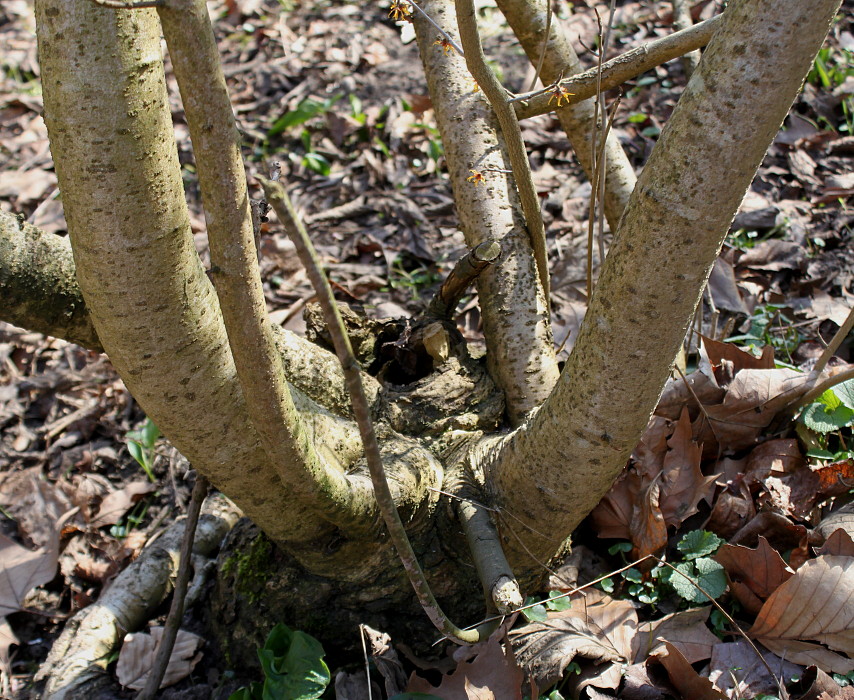 Изображение особи Hamamelis mollis.