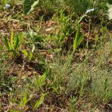 Linum austriacum