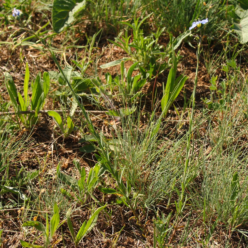 Изображение особи Linum austriacum.