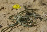 Scorzonera tuberosa. Цветущее растение. Западный Казахстан, западный чинк плато Устюрт 18 км NNO п. Бейнеу. 04.05.2013.