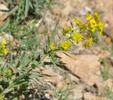 Euphorbia iberica. Цветущее растение. Армения, Вайоц Дзор, окр. монастыря Спитакавор, каменистый склон. 02.05.2013.