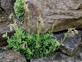 род Saxifraga. Растение с развивающимися соцветиями. Германия, г. Krefeld, Ботанический сад. 11.05.2013.