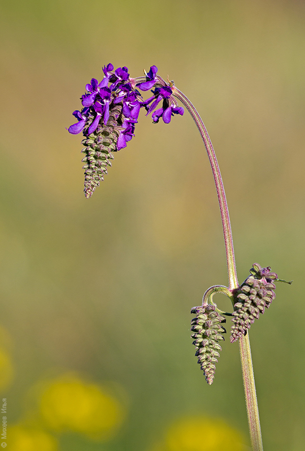 Изображение особи Salvia nutans.