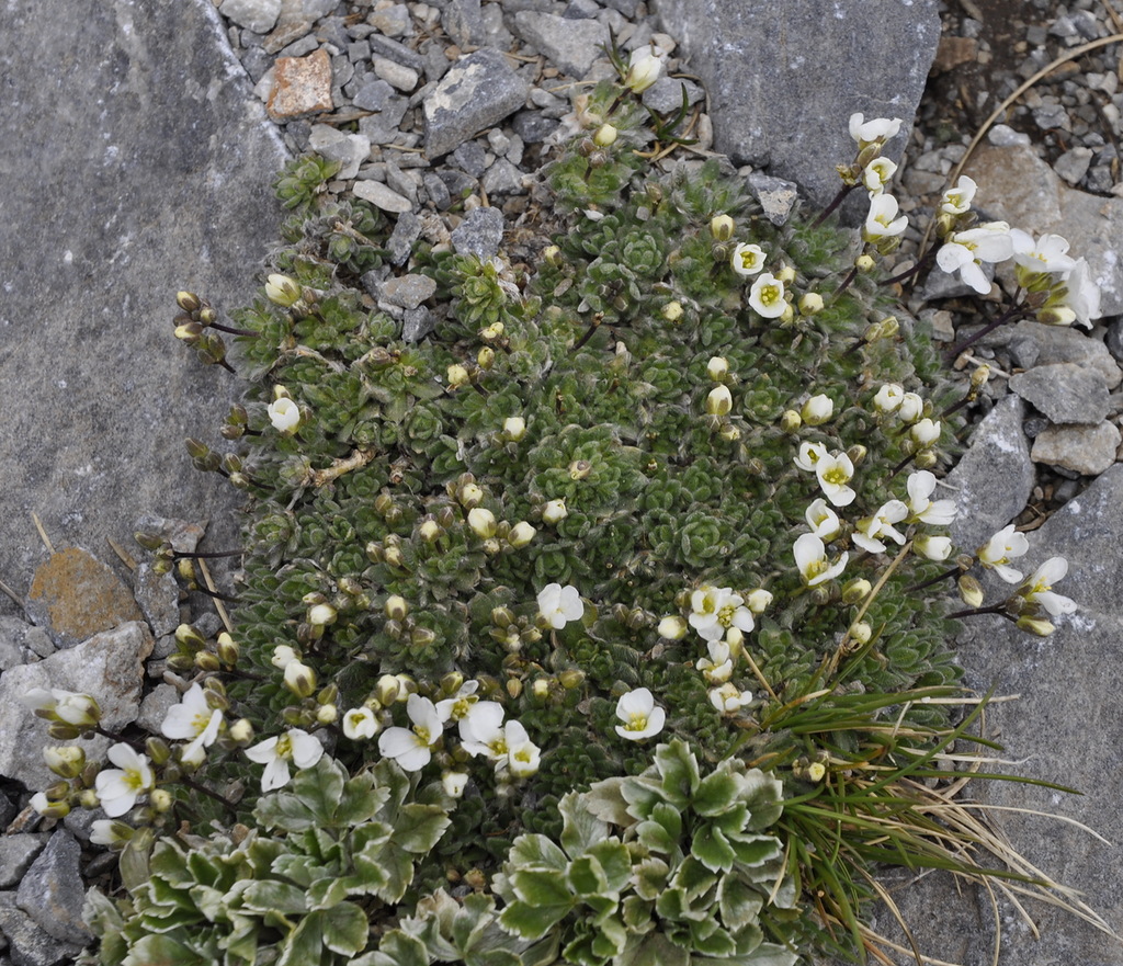 Image of Arabis bryoides specimen.