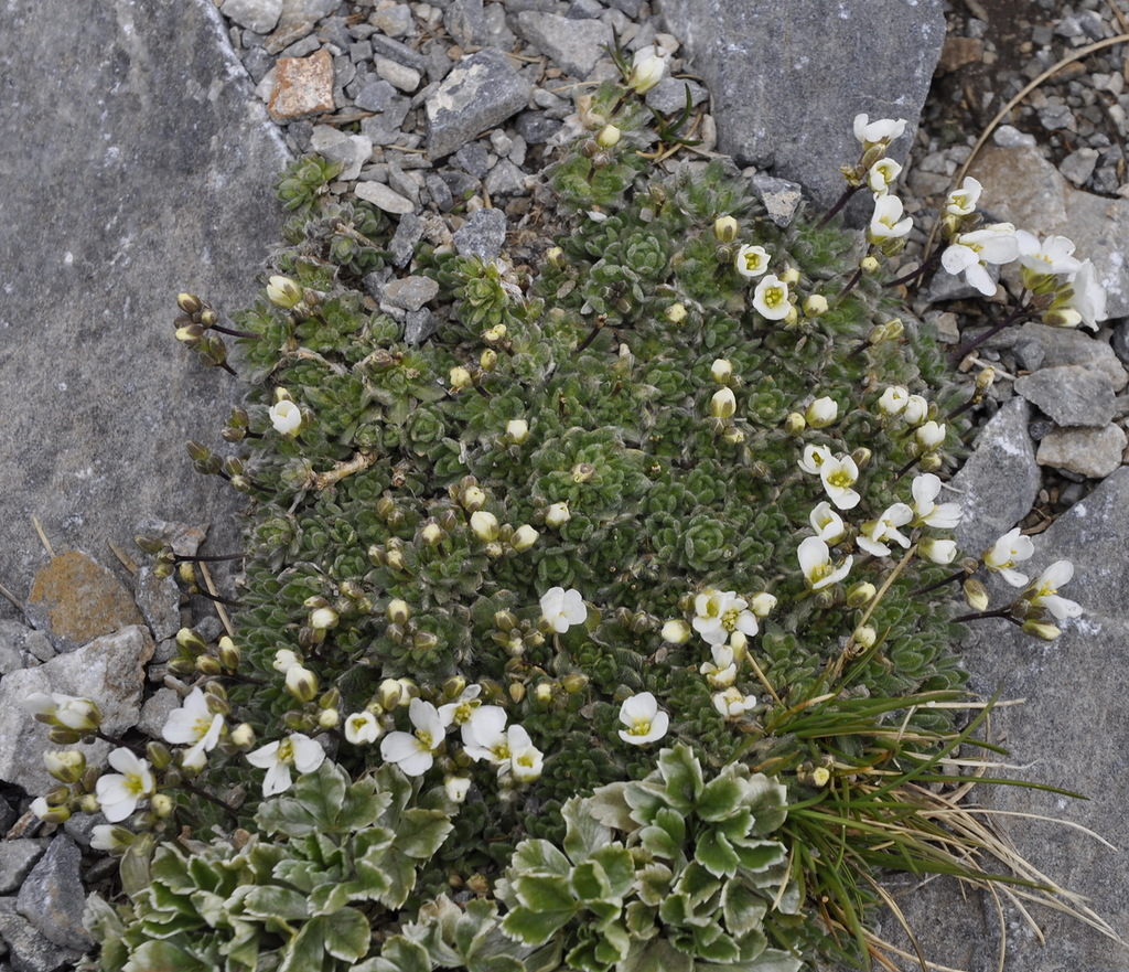 Изображение особи Arabis bryoides.