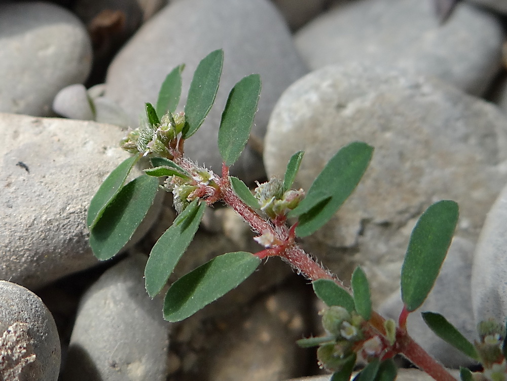 Image of Euphorbia maculata specimen.