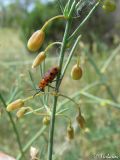 Asparagus officinalis