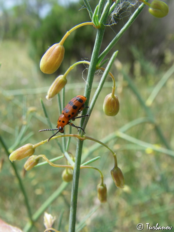 Image of Asparagus officinalis specimen.