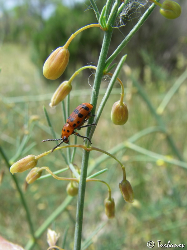 Изображение особи Asparagus officinalis.