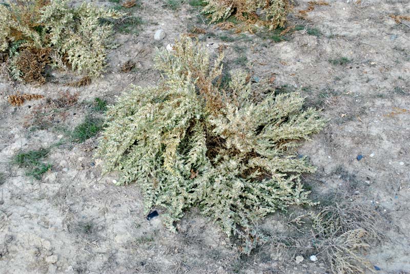 Image of Salsola dendroides specimen.