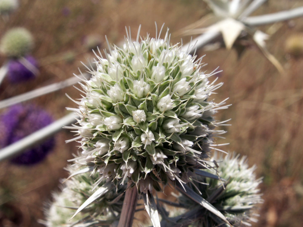 Image of Eryngium macrocalyx specimen.