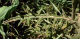 Cirsium vulgare