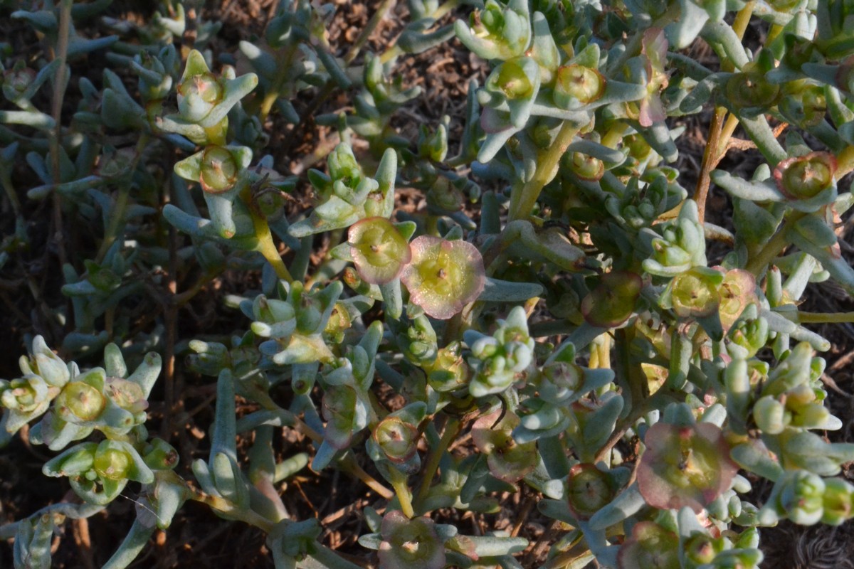 Изображение особи Salsola acutifolia.