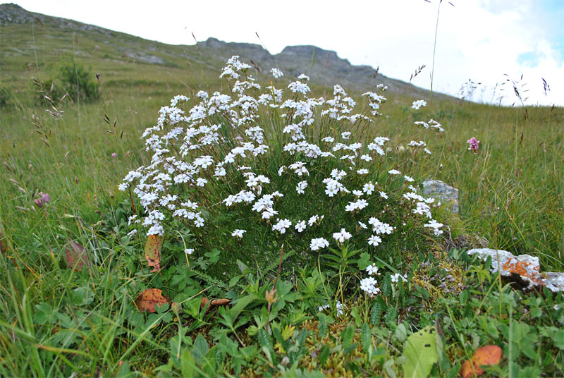 Изображение особи Gypsophila tenuifolia.