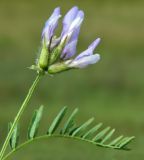 Astragalus agrestis