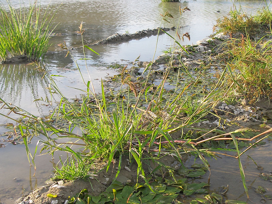 Изображение особи Echinochloa crus-galli.