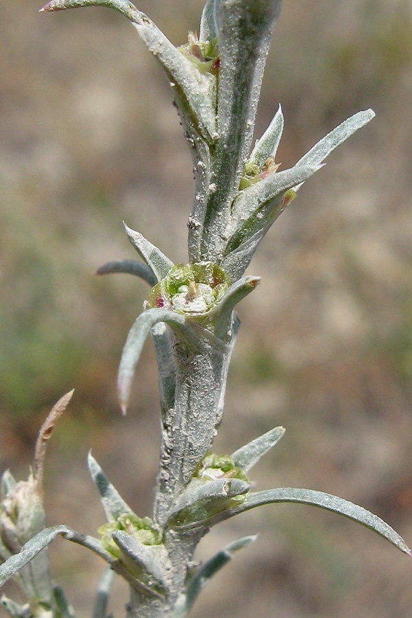 Изображение особи Salsola tamariscina.