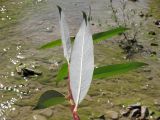 genus Salix