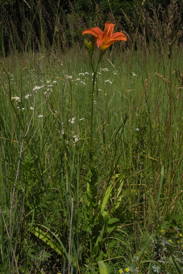 Изображение особи Hemerocallis fulva.