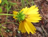 род Coreopsis