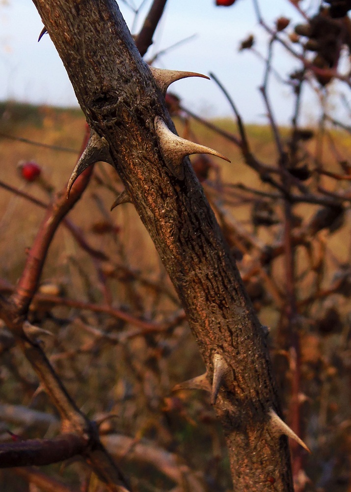 Image of genus Rosa specimen.