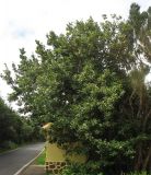 Laurus novocanariensis. Дерево в начале цветения. Испания, Канарские острова, Тенерифе, горный массив Анага, окрестности поселения Casas la Cumbre, у обочины дороги во влажном горном лесу. 8 марта 2008 г.