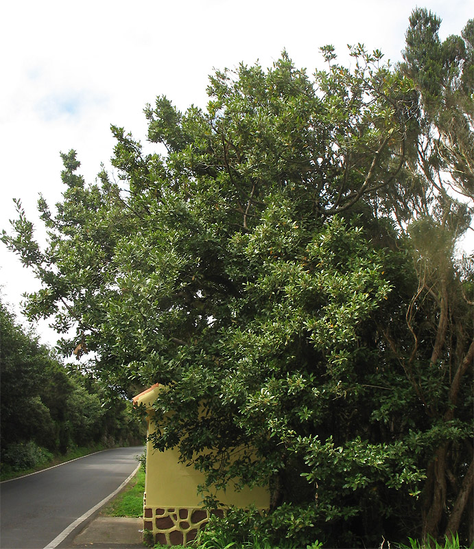 Image of Laurus novocanariensis specimen.