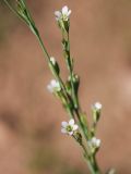 Image of taxon representative. Author is Тулкин Тиллаев