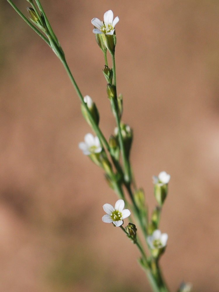 Image of Petrorhagia alpina specimen.