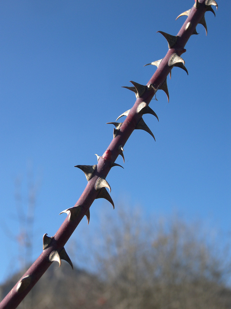 Image of Rosa canina var. hispida specimen.