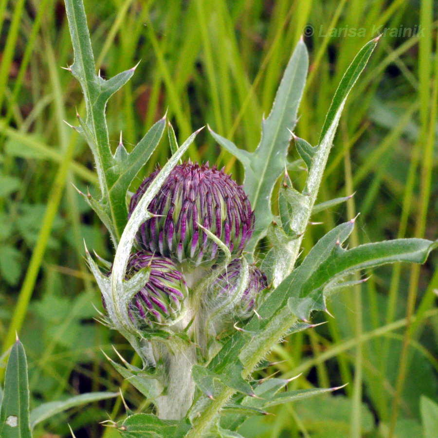 Image of Cirsium maackii specimen.