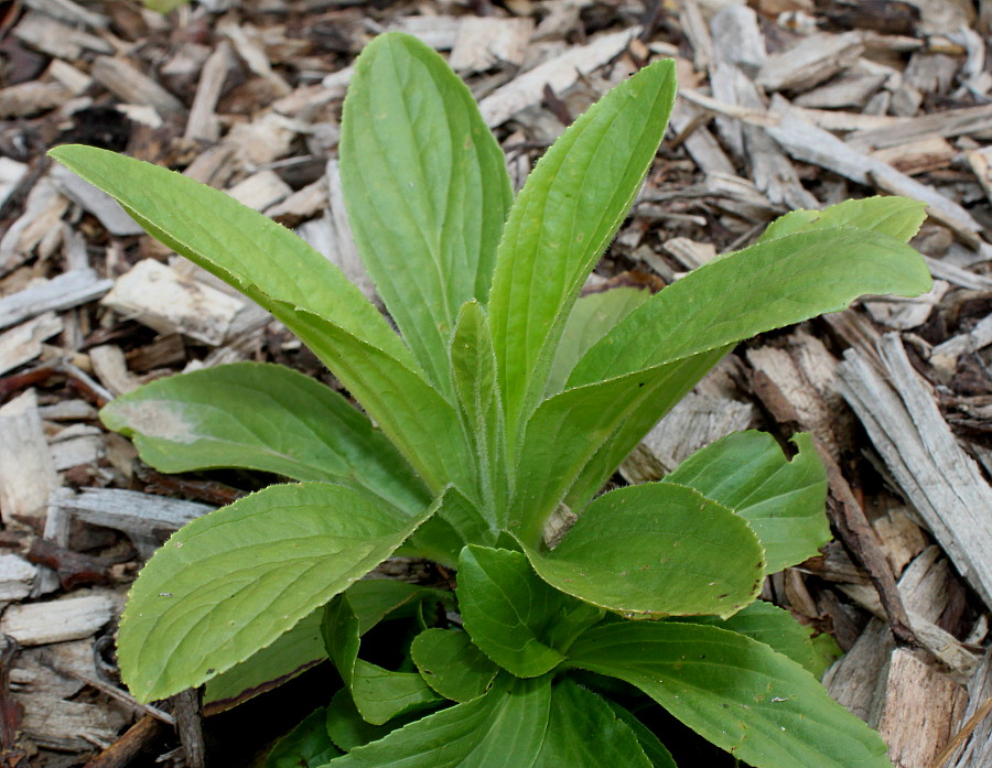 Image of Digitalis grandiflora specimen.
